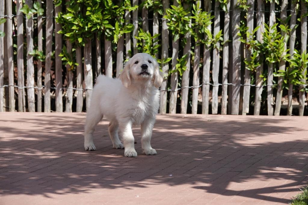Prachtige goudkleurige en blonde golden retriever pups, België, 8 tot 15 weken, Meerdere, Meerdere dieren