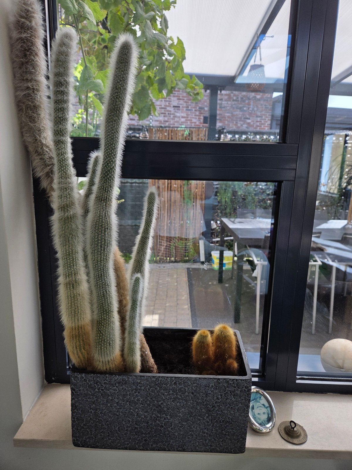 Gratis cactus, Ophalen, Cactus