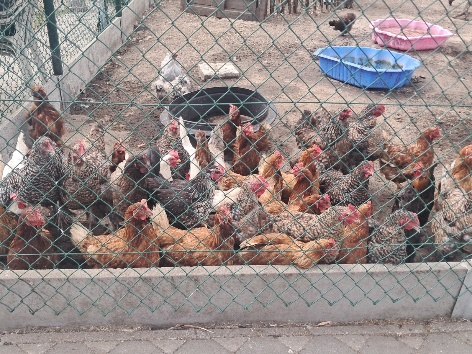 Legkippen te koop, Dieren en Toebehoren