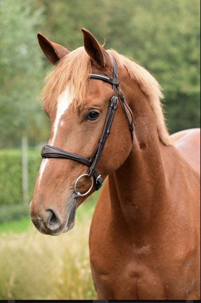 GEZOCHT springpaarden van 4 tot 13 jaar, Hongre, 165 à 170 cm, L, Cheval de saut