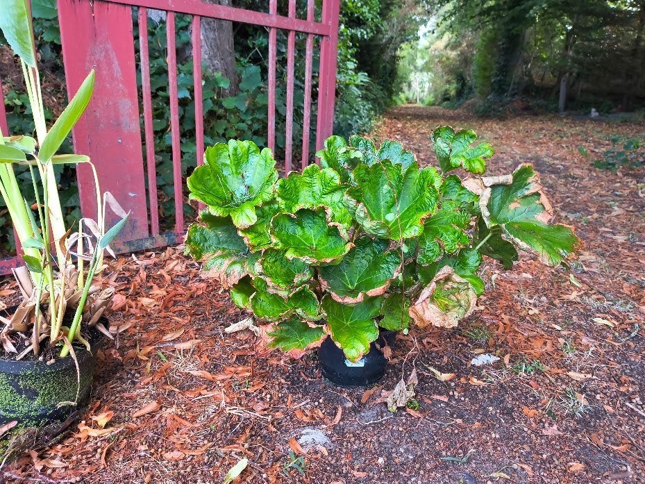 gratis waterplanten, Ophalen