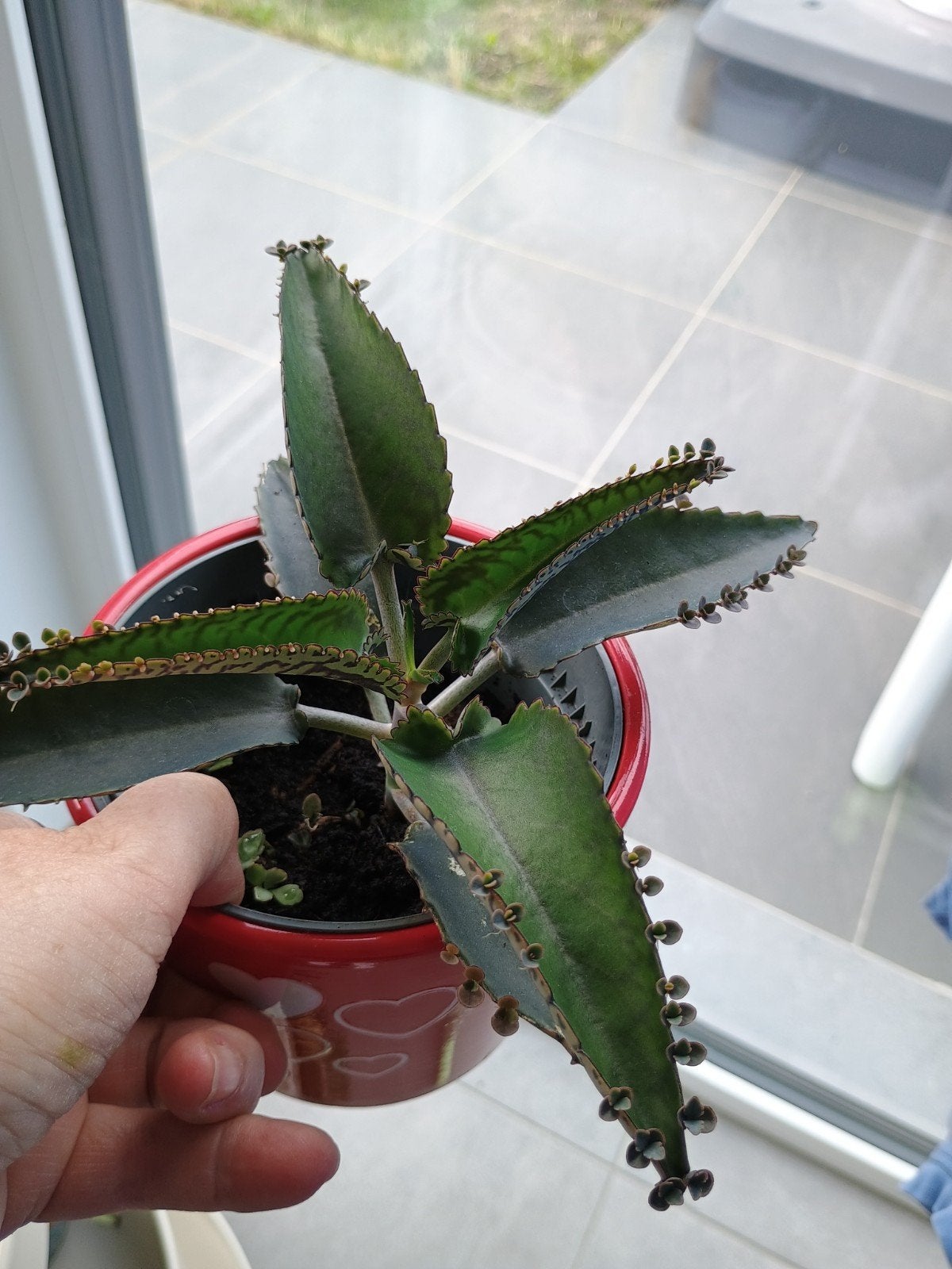 Kalanchoë daigremontiana, moeder of duizenden, Ophalen