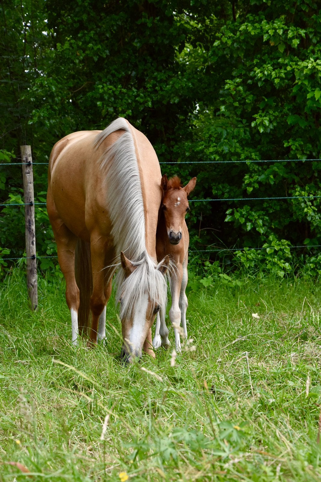 Prachtig Welsh Partbred merrieveulen, Dieren en Toebehoren, Merrie, D pony (1.37m tot 1.48m), 0 tot 2 jaar