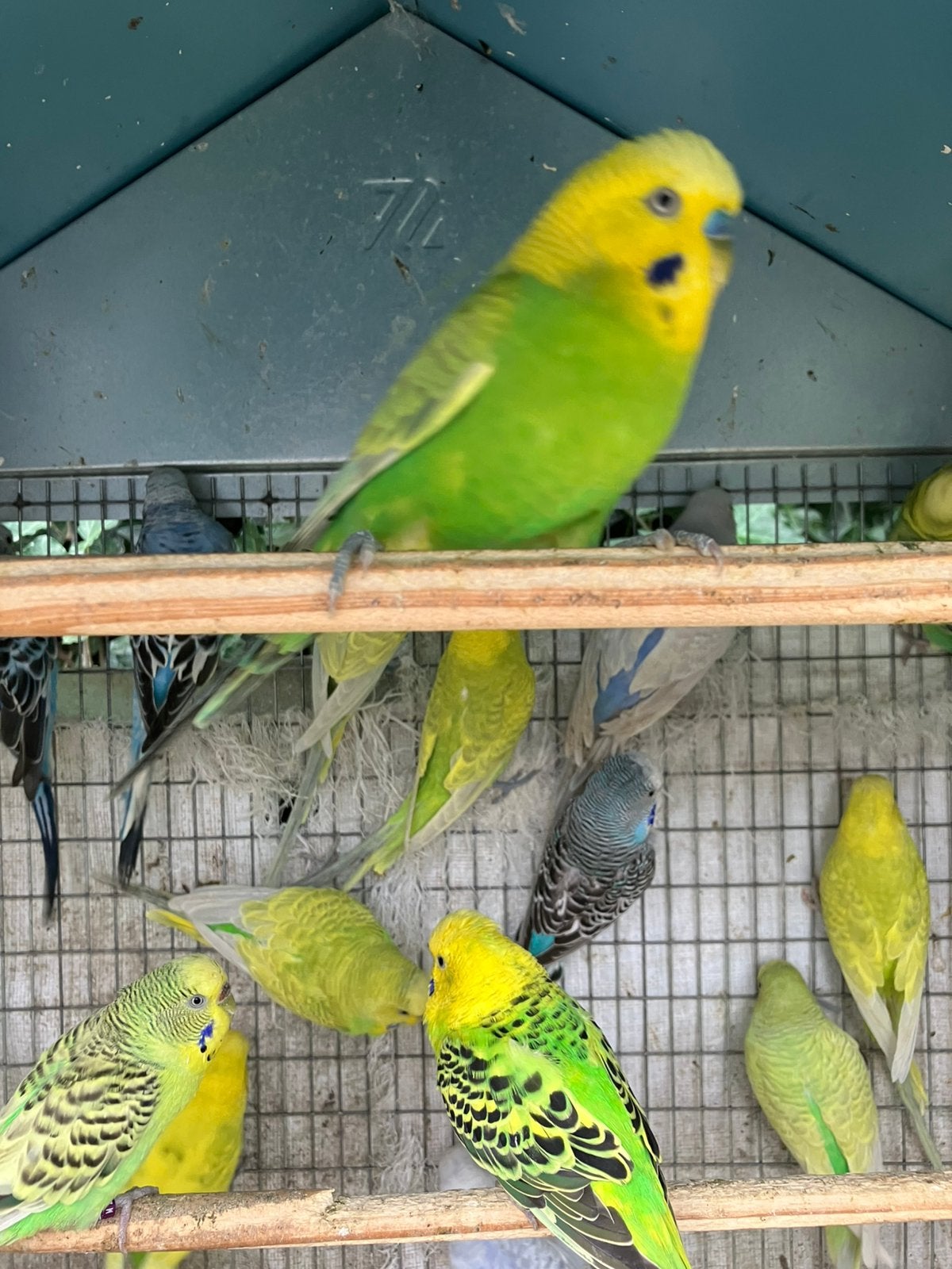 GEEL/GROENE MANNETJES GRASPARKIETJES VANAF 10 EURO/VOGEL, Animaux & Accessoires, Oiseaux | Perruches & Perroquets, Perruche, Plusieurs animaux