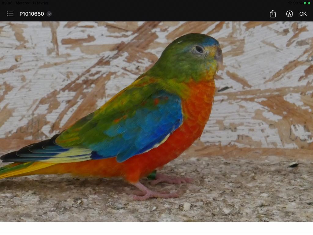 Recherche turquoisine mâle, Dieren en Toebehoren, Mannelijk, Parkiet