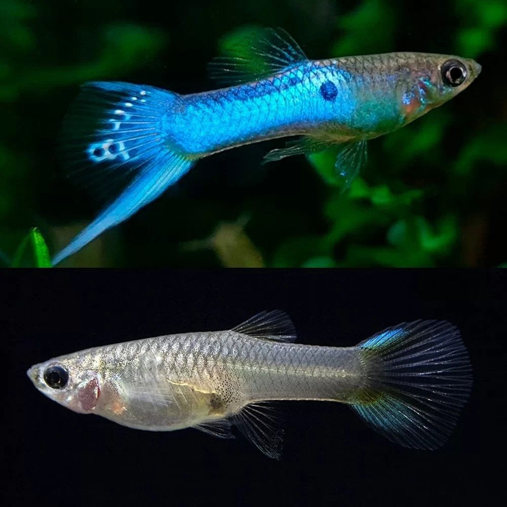 japan blue endler guppys kweek groep prijs is voor allemaal, Animaux & Accessoires