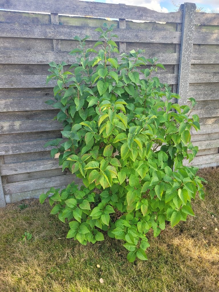 Verschillende struiken, Tuin en Terras, Ophalen, Overige soorten, Struik, Minder dan 100 cm
