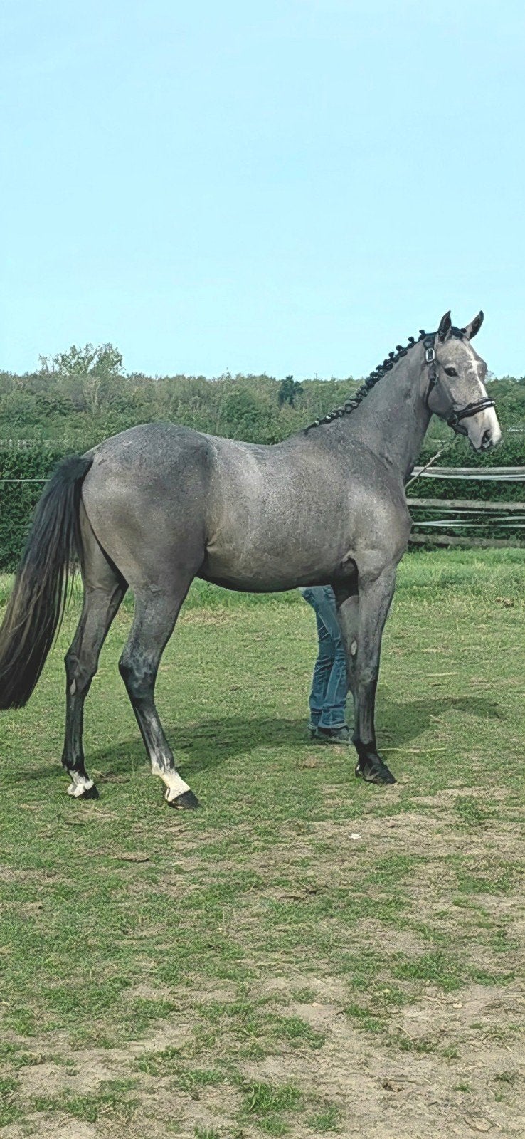 2 jarige Don´t touch x Clarimo ruin, Dieren en Toebehoren, Springpaard, Met stamboom, Ruin, 0 tot 2 jaar