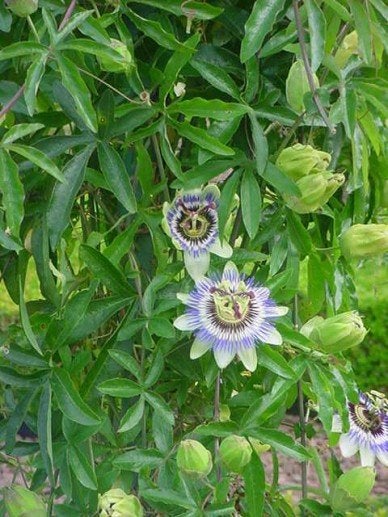Passiflora, Ophalen