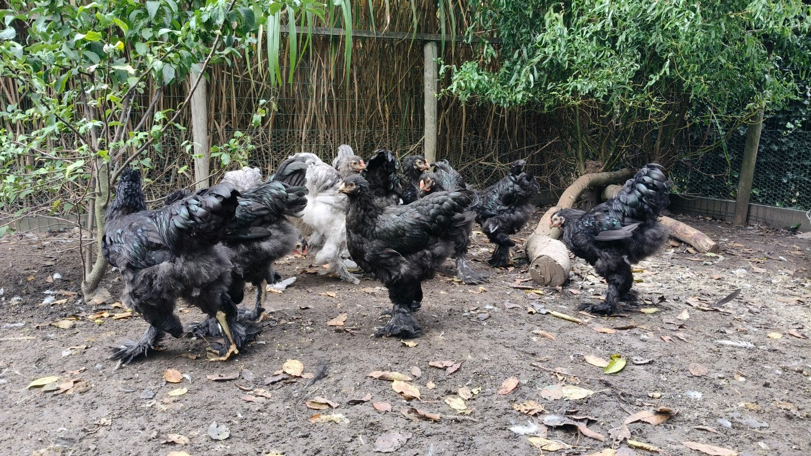 Brahma hanen zwart/blauw (groothoenders), Dieren en Toebehoren