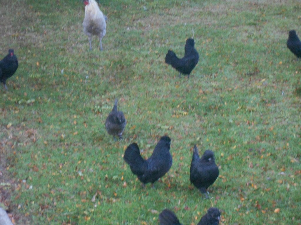 watermaalse baardkriel    jong zwart  25€ trio, Dieren en Toebehoren, Meerdere dieren, Wildzangvogel