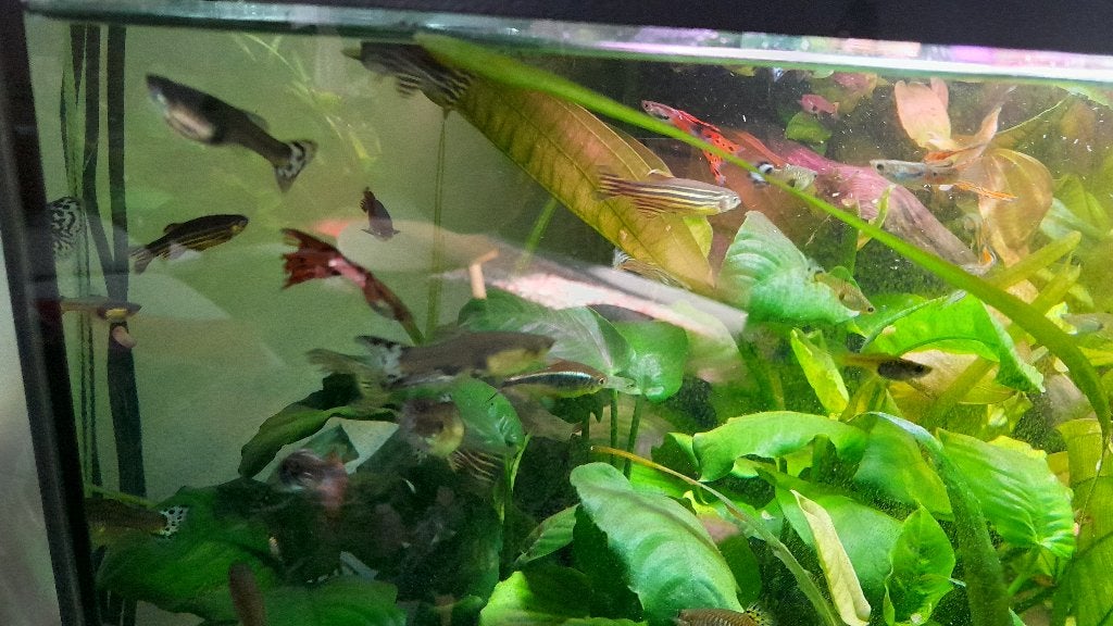 Guppies te koop, Dieren en Toebehoren, Vis, Zoetwatervis, Schoolvis
