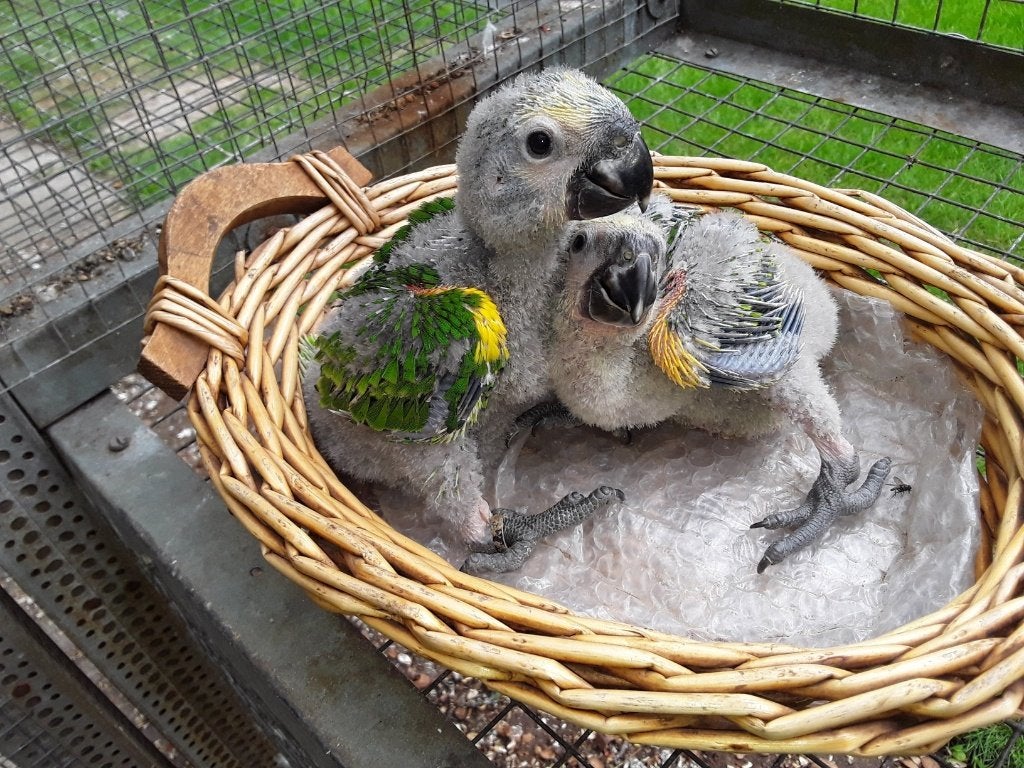jonge geelvleugel blauwvoorhoofd amazone, Geslacht onbekend, Papegaai, Geringd