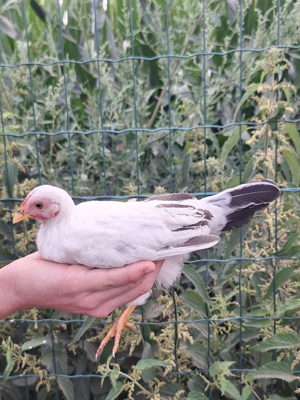 chabo hen, Dieren en Toebehoren, Vrouwelijk, Kip