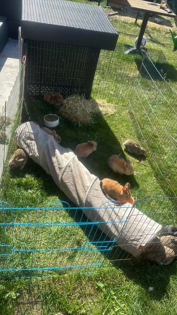 2 konijnen nesten te koop, Dieren en Toebehoren, Knaagdieren, Meerdere dieren, Overige typen, April, Tam