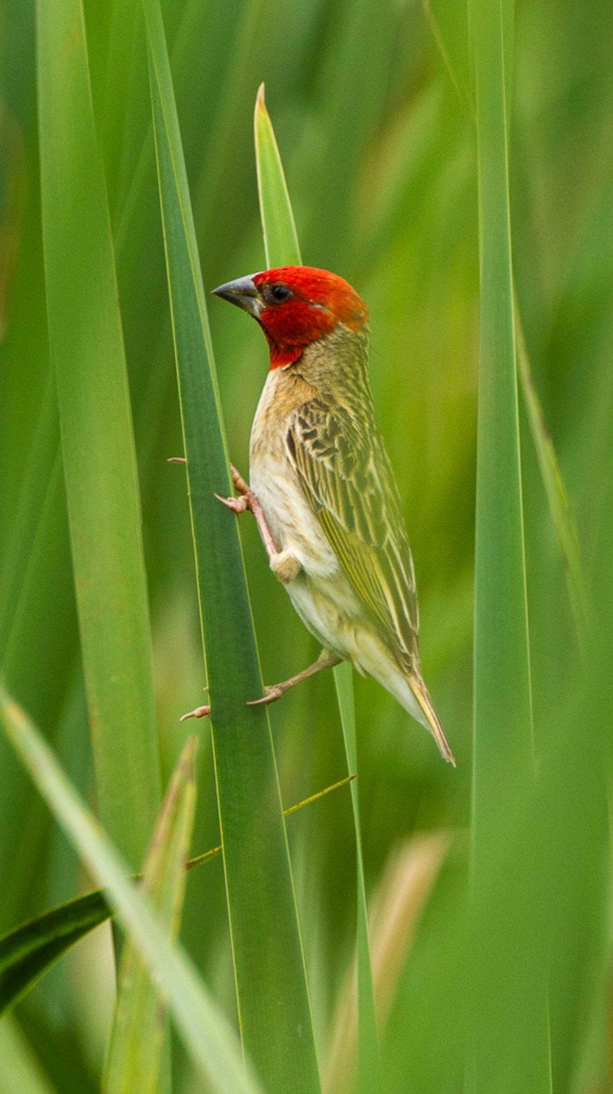 Roodkopwever, Mâle, Oiseau tropical