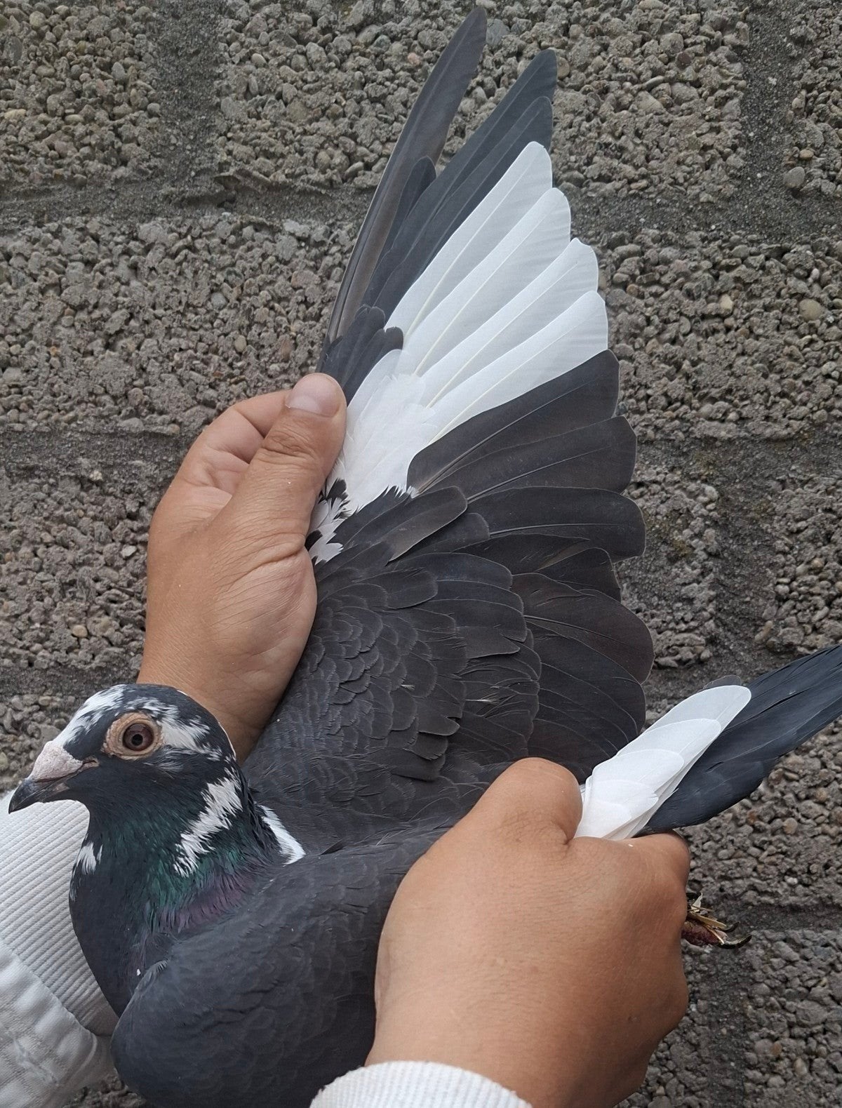 Pigeon de course « MAX » /"NEW KITTEL », Animaux & Accessoires, Femelle, Pigeon voyageur