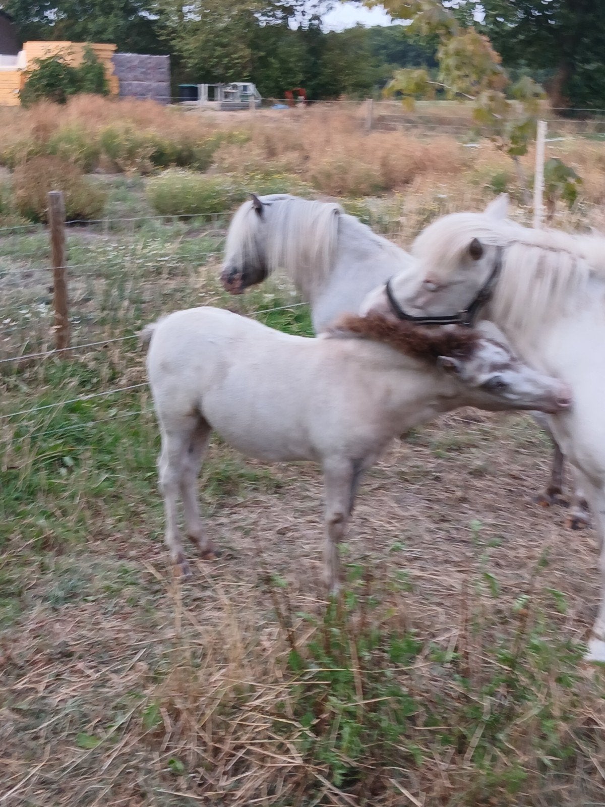 2x hengstveulens, Animaux & Accessoires, Chevaux, Étalon