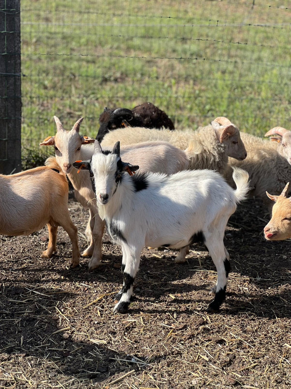 Dwerggeit bokje wit/zwart, Dieren en Toebehoren, Schapen, Geiten en Varkens, Mannelijk, Geit, 0 tot 2 jaar