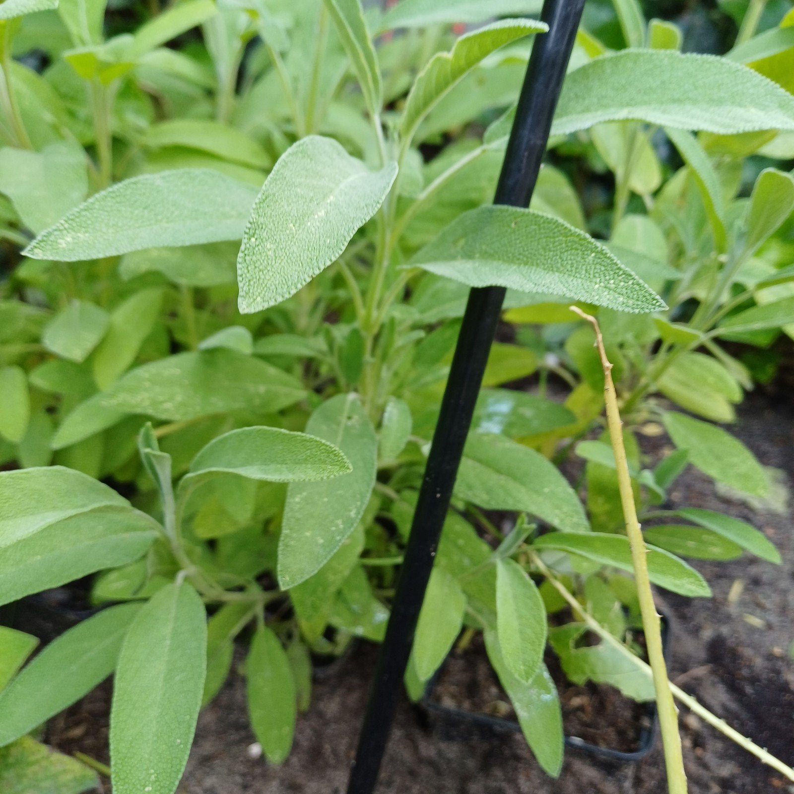 Salie, Tuin en Terras, Planten | Tuinplanten, Ophalen, Vaste plant
