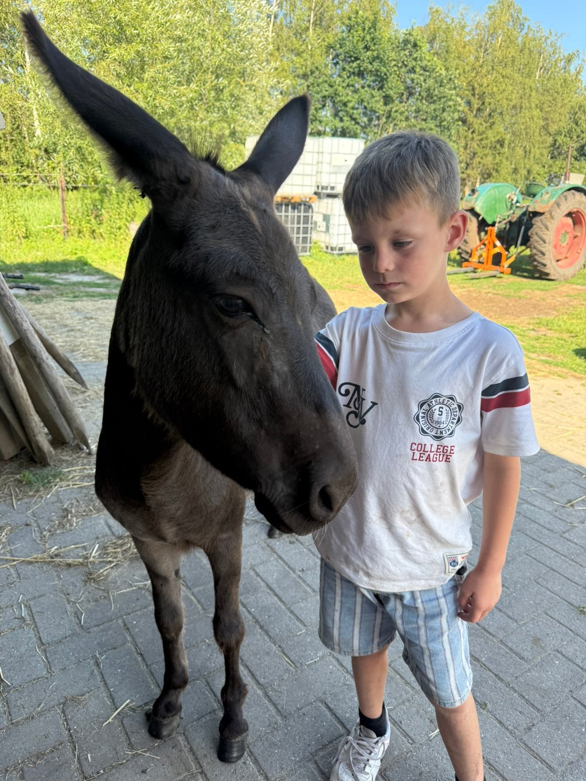 de allerliefste ezel merrie, Merrie, A pony (tot 1.17m), 3 tot 6 jaar, Ontwormd