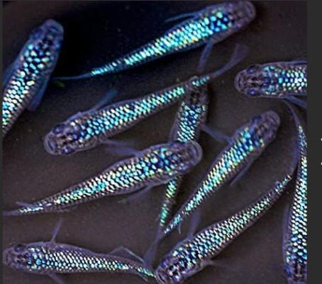 Blue Sapphire Medaka 2.5-3Cm, Poisson, Poisson d'eau douce