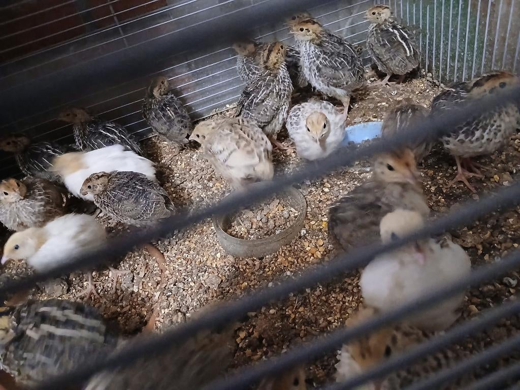Japanse  vlees  kwartels  3 euro per stuk, Dieren en Toebehoren