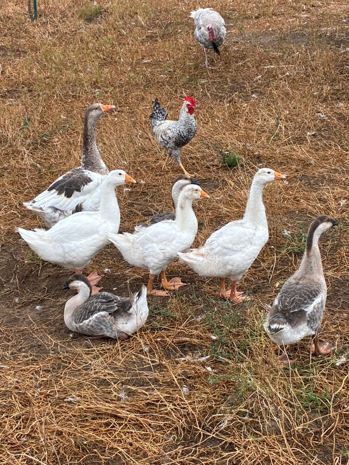 Jonge ganzen, Dieren en Toebehoren, Pluimvee, Geslacht onbekend, Gans of Zwaan