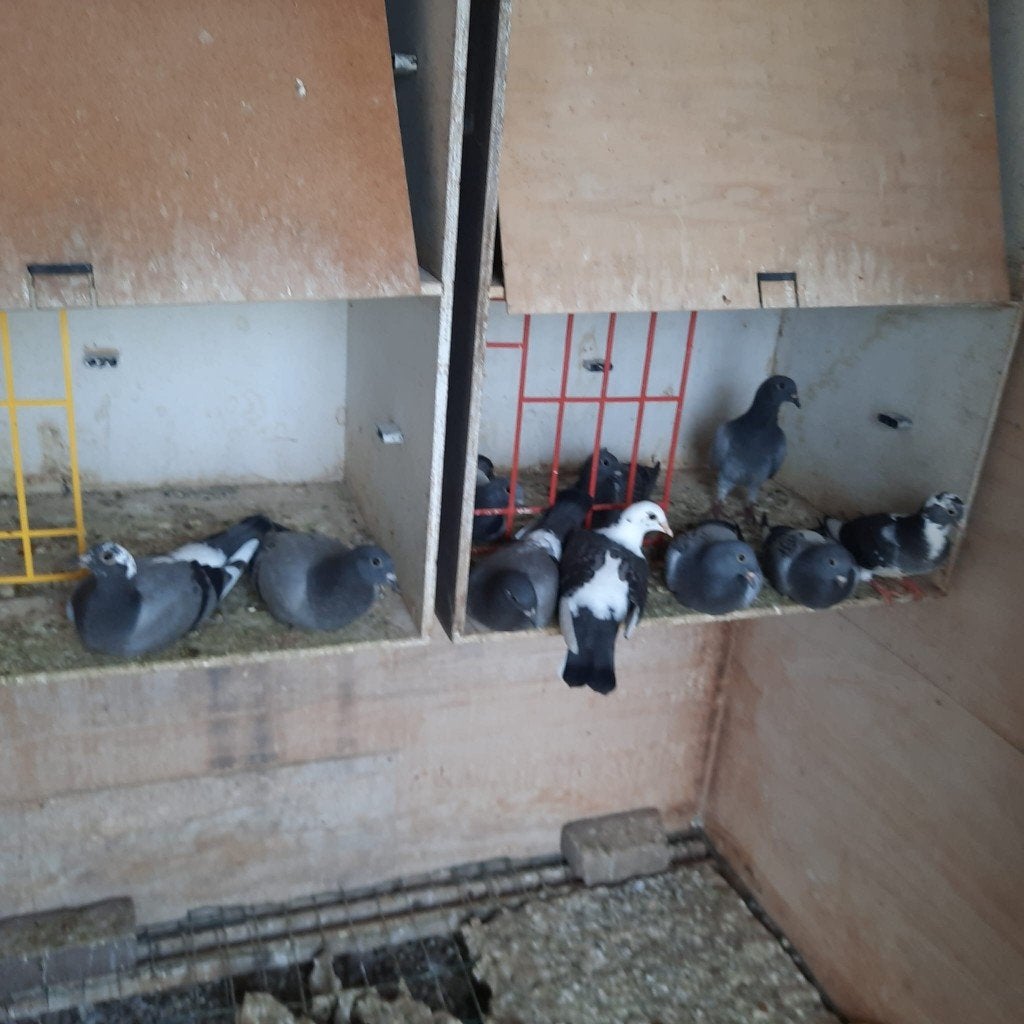 Jonge duiven, Sexe inconnu, Pigeon voyageur
