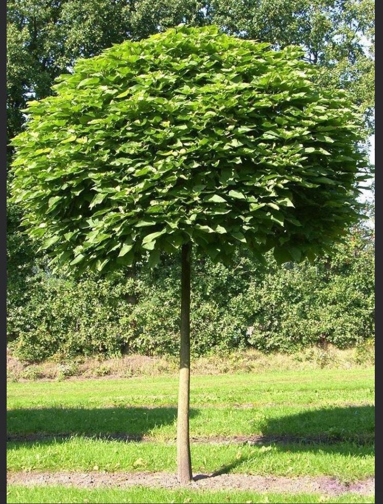 Gezocht, Tuin en Terras, Planten | Bomen, Ophalen