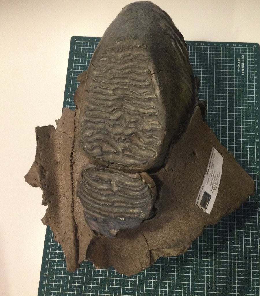 Mâchoire supérieure de mammouth, Enlèvement ou Envoi, Fossile