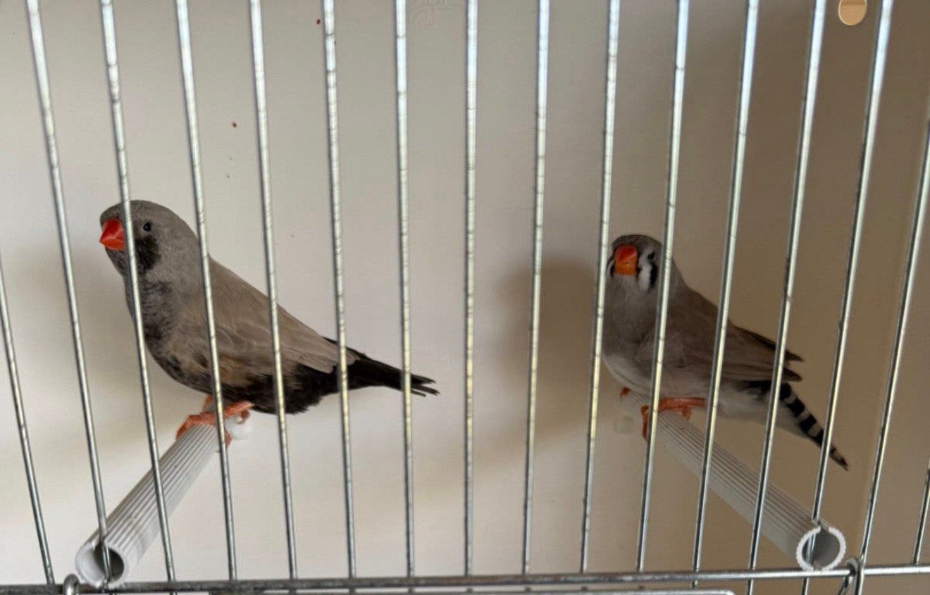 Koppel bleekrug Charcoals vol x split zebravinken exoten, Dieren en Toebehoren, Vogels | Overige Vogels, Geringd