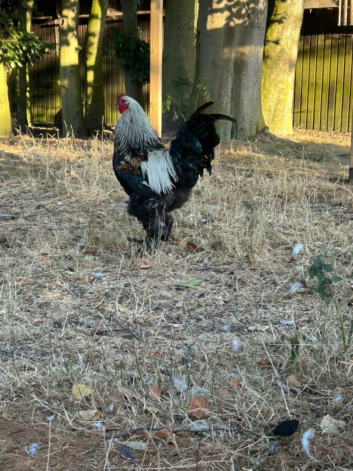 Bramha haan van 2025, Mâle, Poule ou poulet