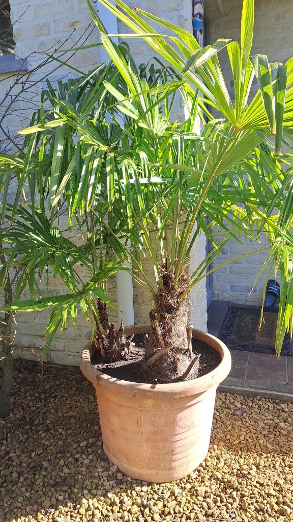 palmboom, Tuin en Terras, Bloeit niet, Halfschaduw, Minder dan 100 cm, Palmboom