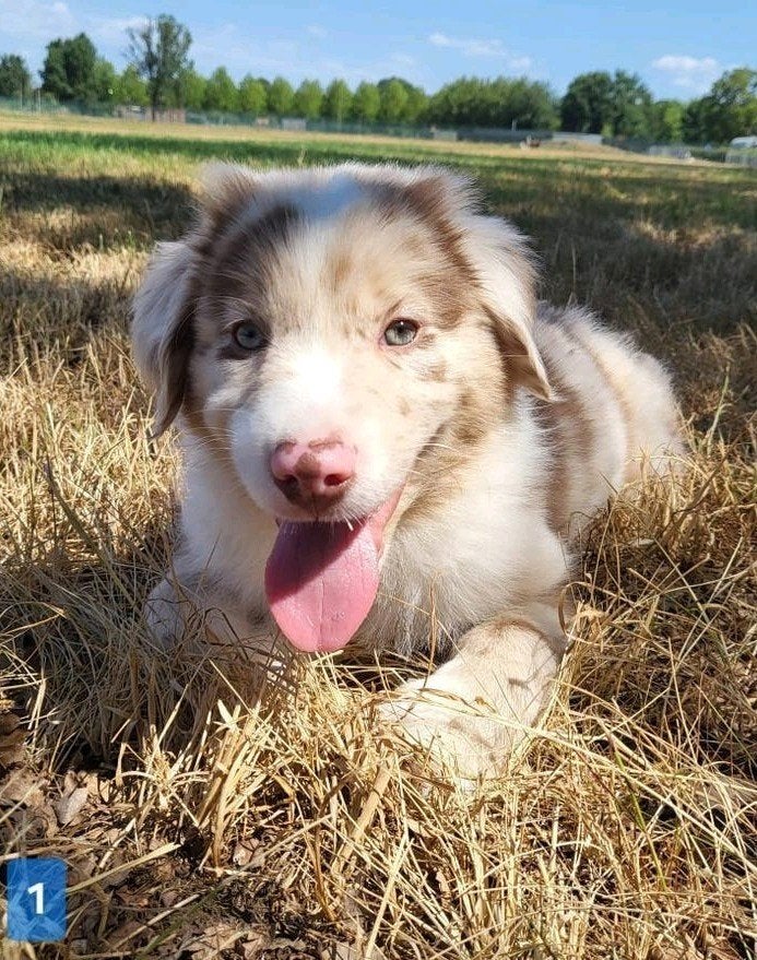 Australische herder pup / Australian Shepherd / Aussi pup, Dieren en Toebehoren, Parvo, België, 8 tot 15 weken, Meerdere