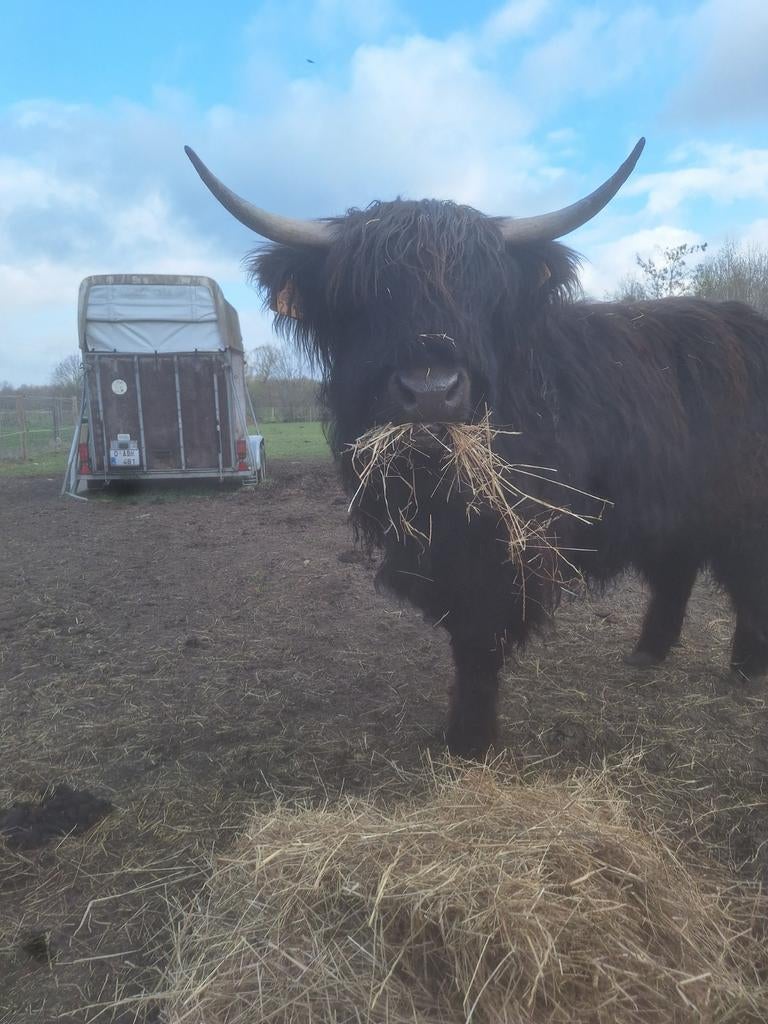 Schotse hooglander vaars 2jaar, Animaux & Accessoires, Box & Pâturages