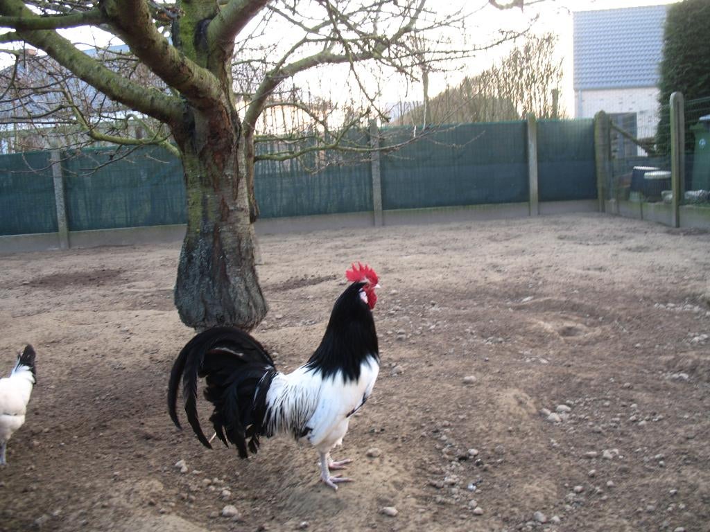 Broedeieren kippen lakenvelder, Kip