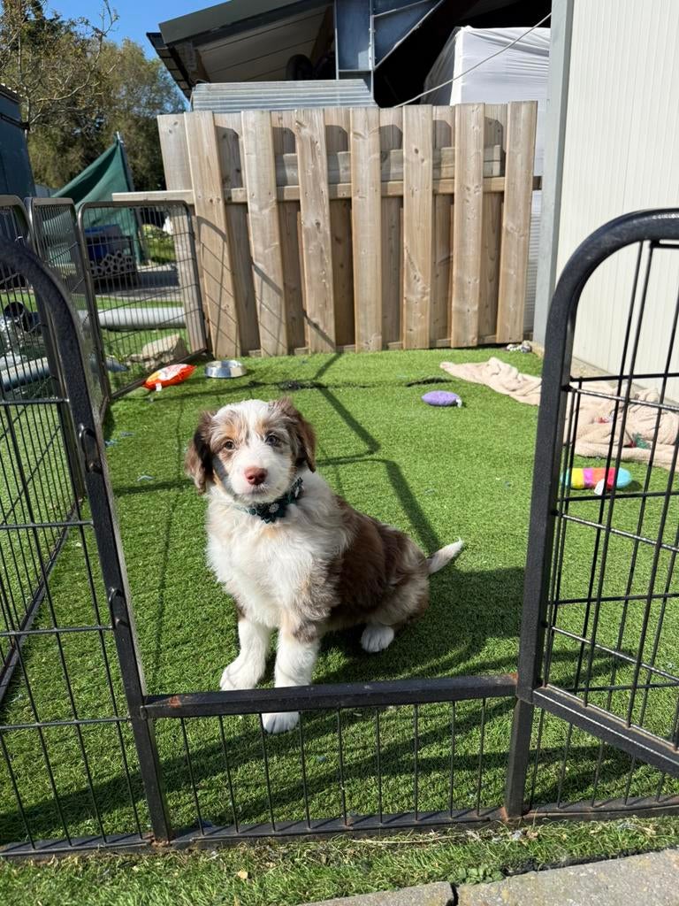 Mini/medium aussiedoodle, Animaux & Accessoires, Chiens | Bergers & Bouviers, Autres races, Plusieurs, Hépatite contagieuse (maladie de Rubarth)