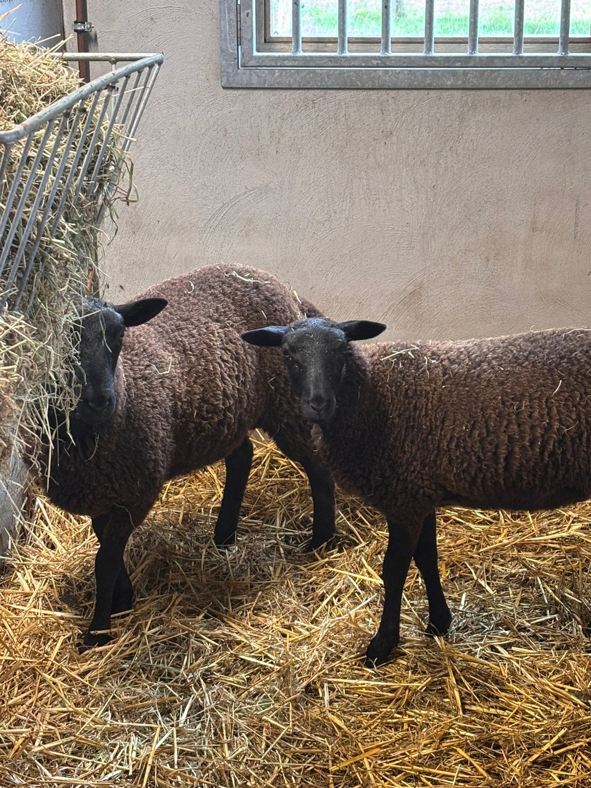 Zwartbles x voskop schapen, Plusieurs animaux, Mouton, 0 à 2 ans