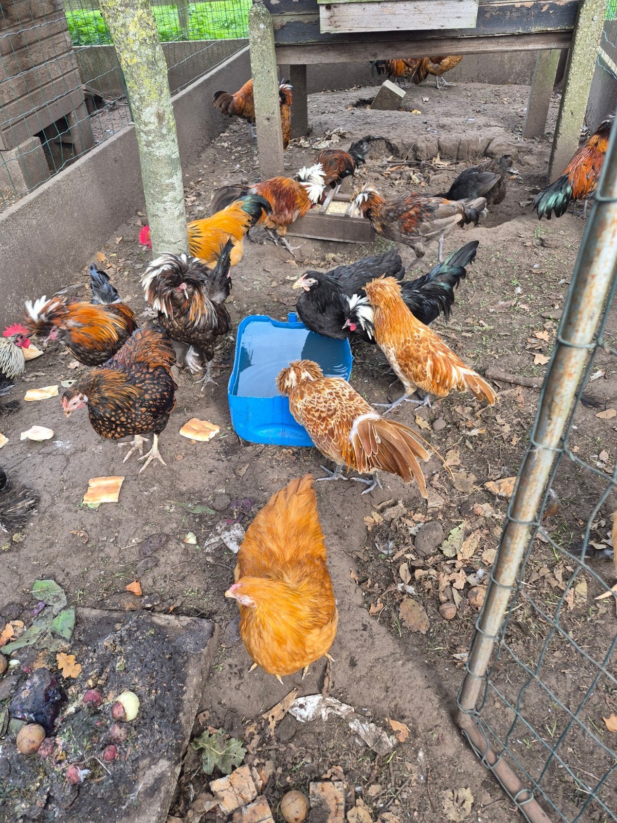 padua haantjes, Dieren en Toebehoren