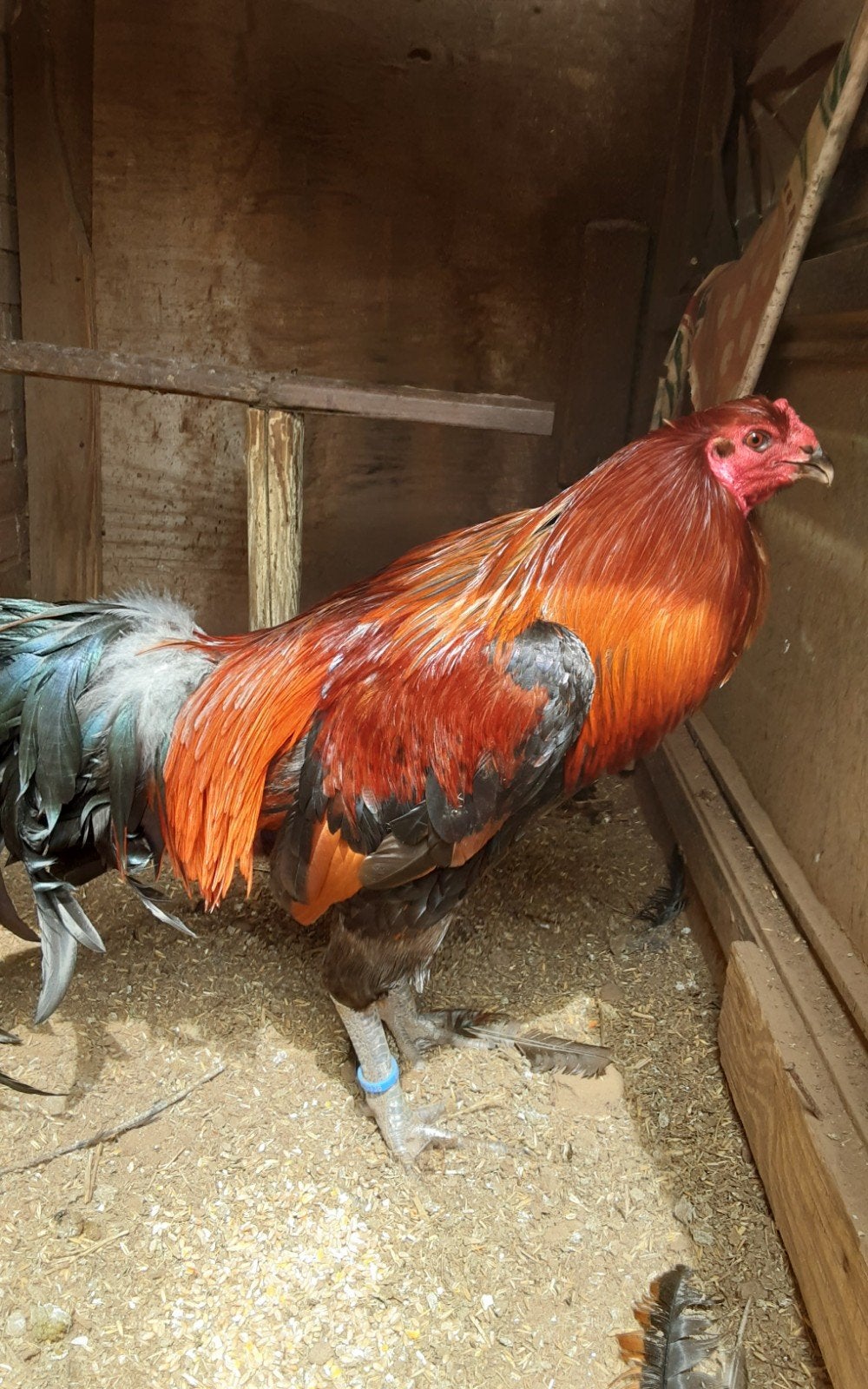 Shampooing French Cock