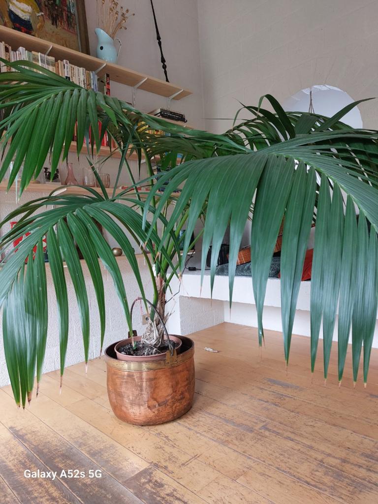 Kamerplant Kentia palm in koperen pot., Ophalen, Palm