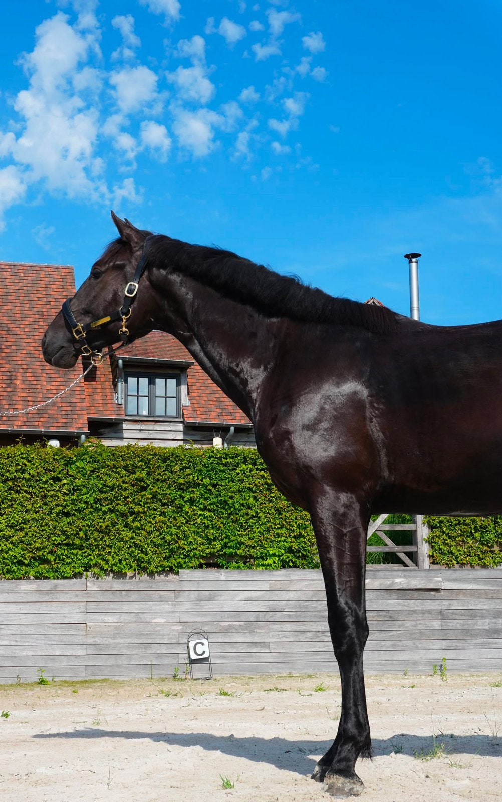 Étalon de dressage KWPN 2m Glamdale, Vacciné