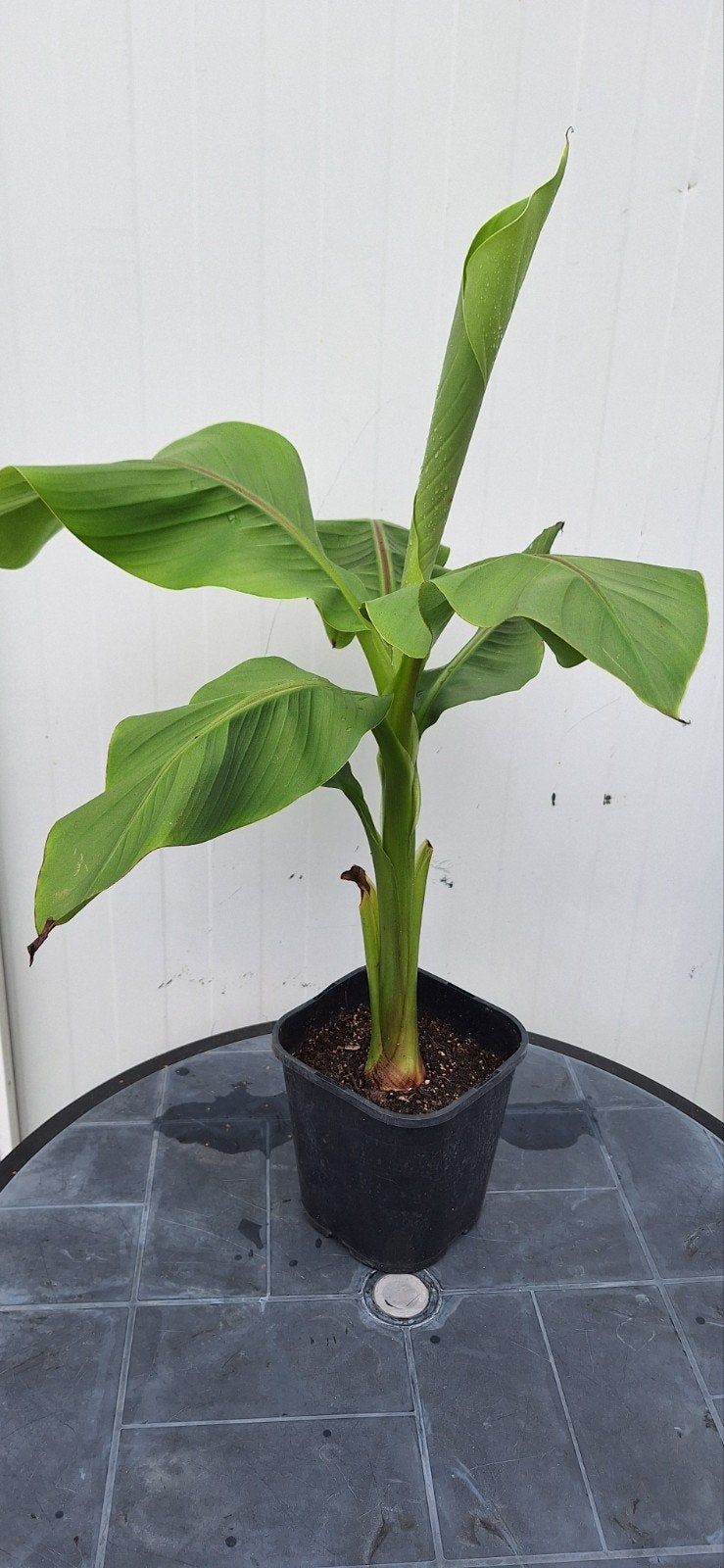 Bananenboom Musa basjoo, Tuin en Terras, Ophalen