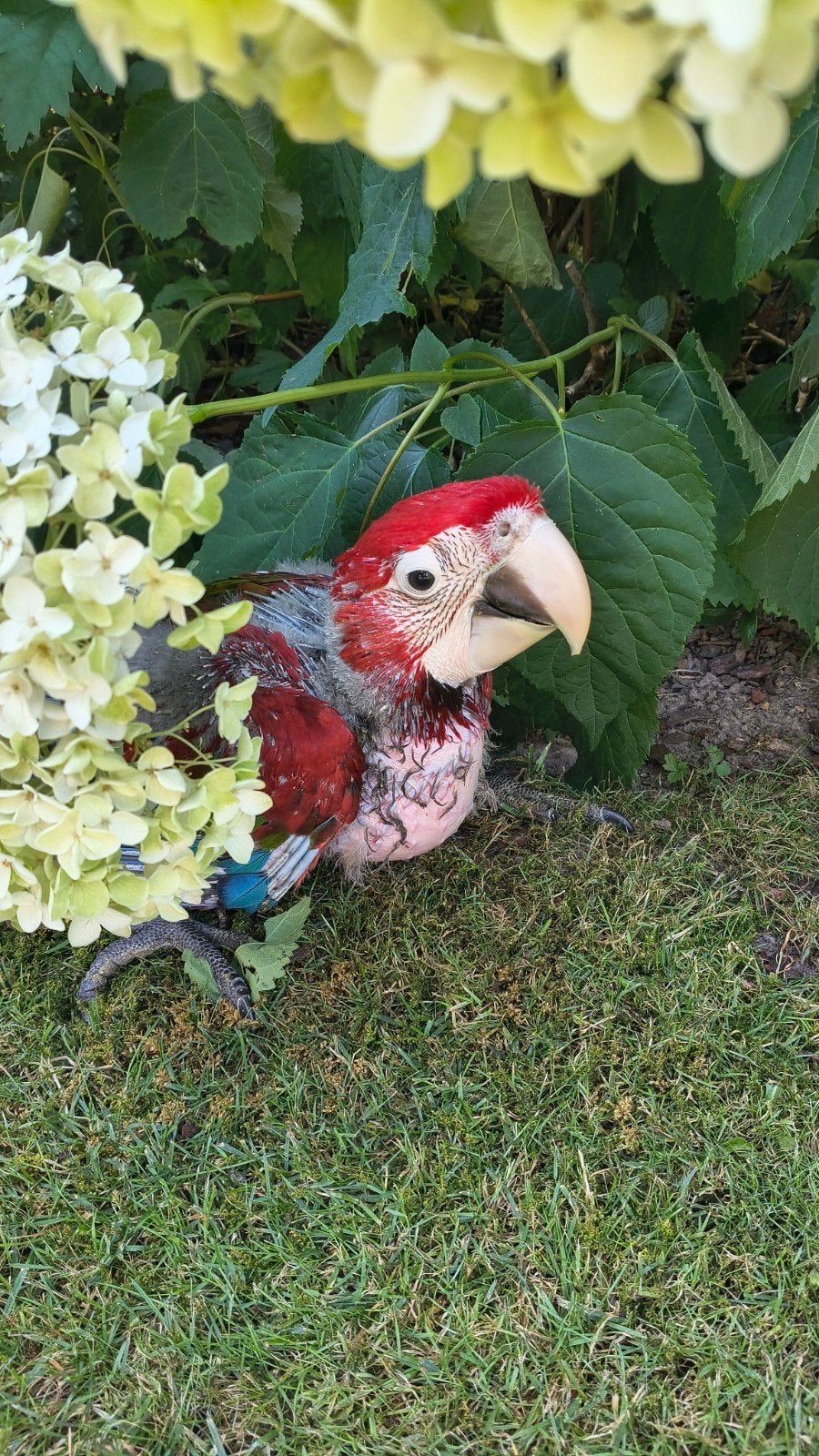 Groenvleugel ara, Dieren en Toebehoren, Vogels | Parkieten en Papegaaien, Geslacht onbekend, Papegaai, Geringd