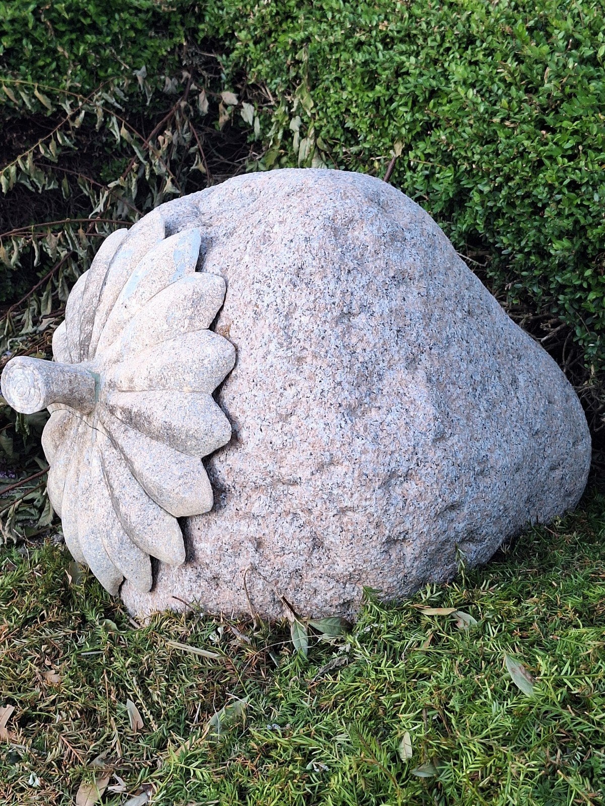 Granieten aardbei, Ophalen