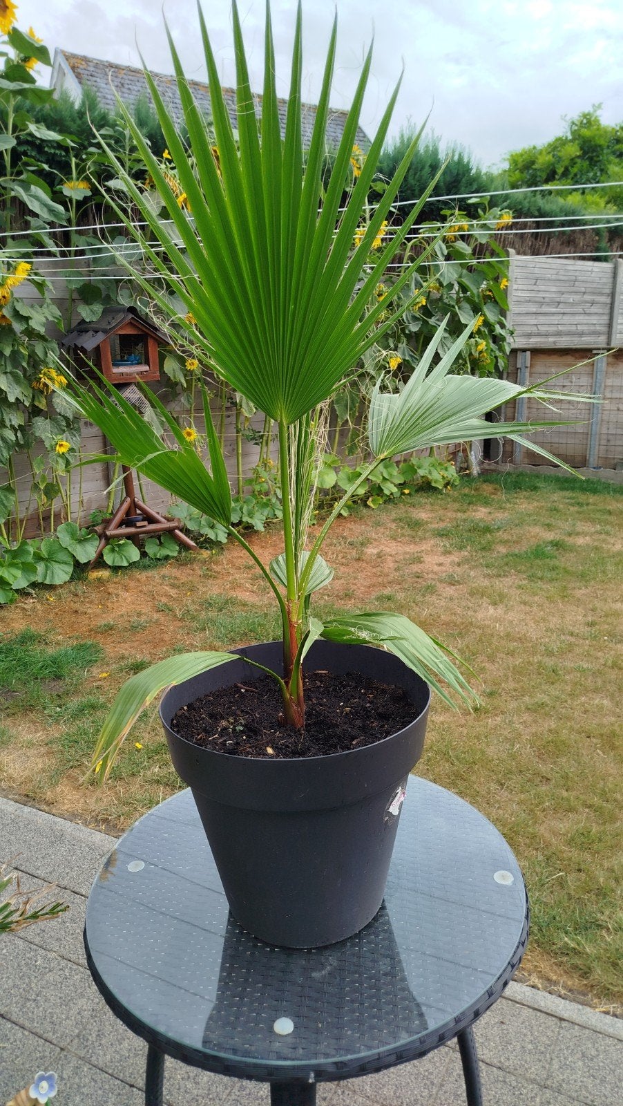 Palmboom Mexican fan palm, Ophalen, Palm