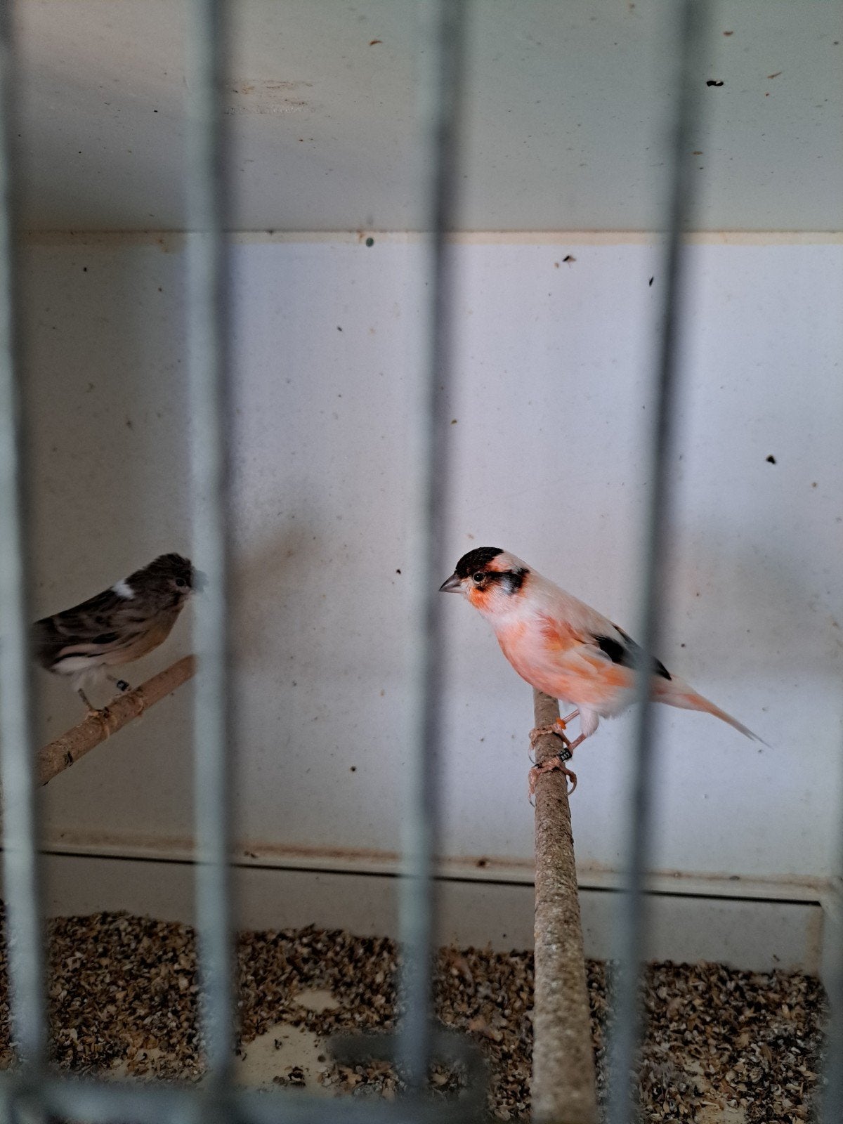 a vendre couple de canaris arlequin portugais :50€, Animaux & Accessoires
