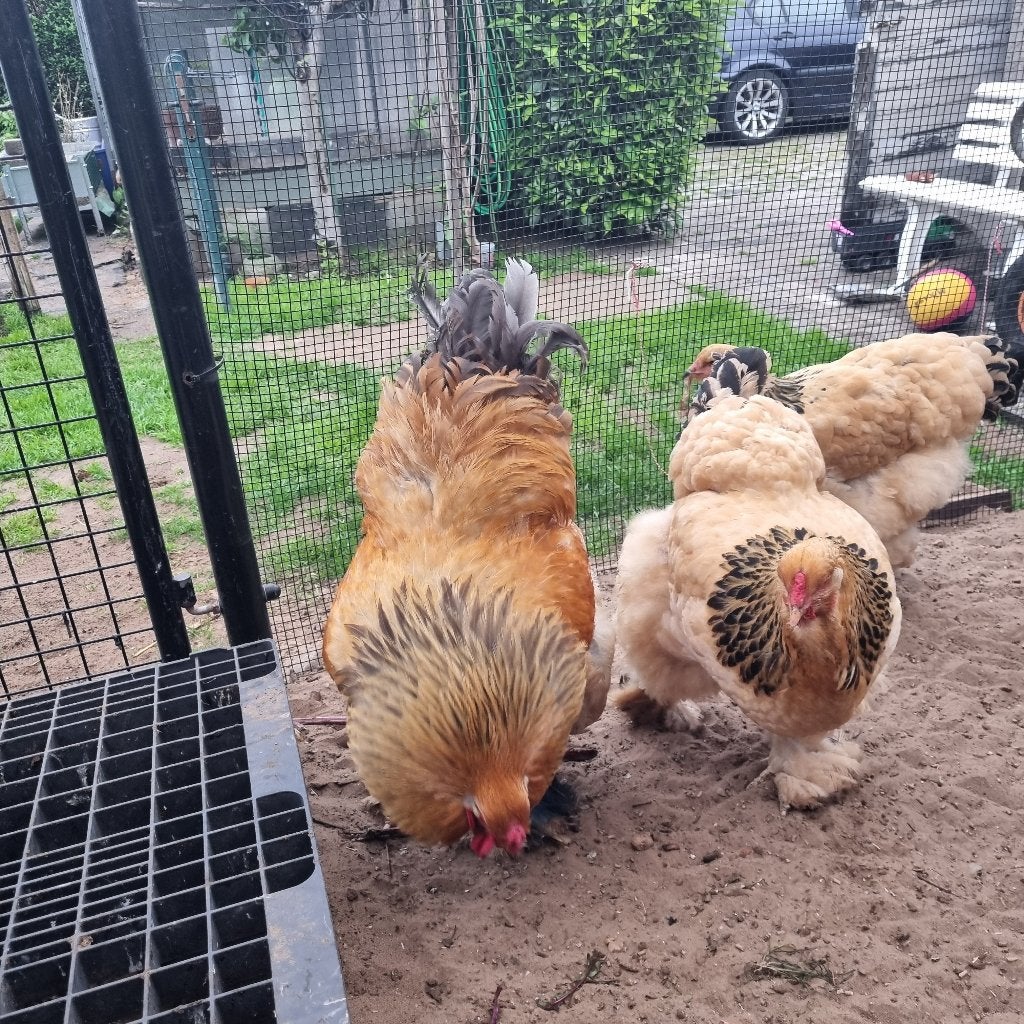 Broedeieren Brahma Buff zwart en blauwcolumbia, Dieren en Toebehoren