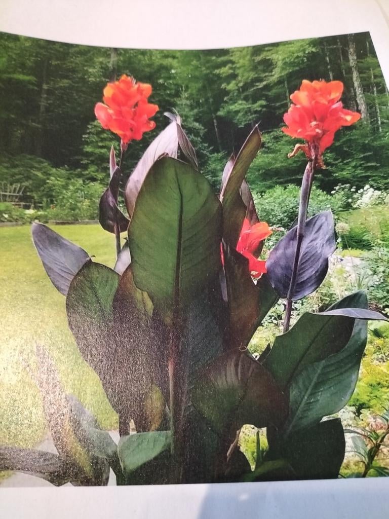 Canna rode bloem rood blad terrasplant voor in de zon, Tuin en Terras, Planten | Fruitbomen, Volle zon, Ophalen
